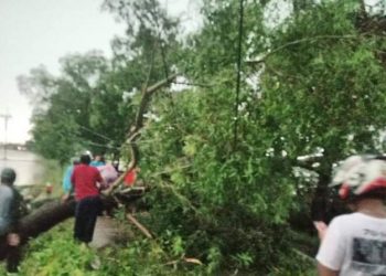 Hujan Disertai Angin Kencang di Desa Ciasem Baru, Pohon Besar Tumbang Menghalangi Ruas Jalan