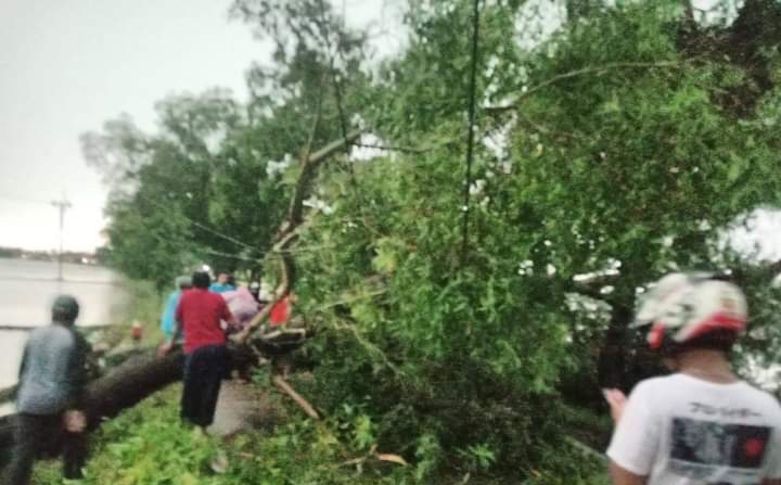 Hujan Disertai Angin Kencang di Desa Ciasem Baru, Pohon Besar Tumbang Menghalangi Ruas Jalan
