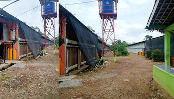 Perkumpulan Jampang Pantura Subang, Tuntut Bupati Tutup Ternak Ayam Tidak Punya Izin, Bila Perlu Lakukan Unras