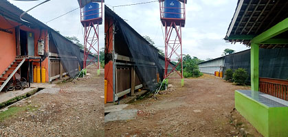 Perkumpulan Jampang Pantura Subang, Tuntut Bupati Tutup Ternak Ayam Tidak Punya Izin, Bila Perlu Lakukan Unras