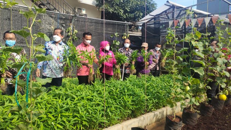 Walikota Jakut Panen Sayuran Bersama Warga RW 06  Cilincing