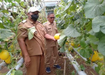 Kelompok Tani Pakusarakan Panen Melon, Kades Jasinga Turut Hadir