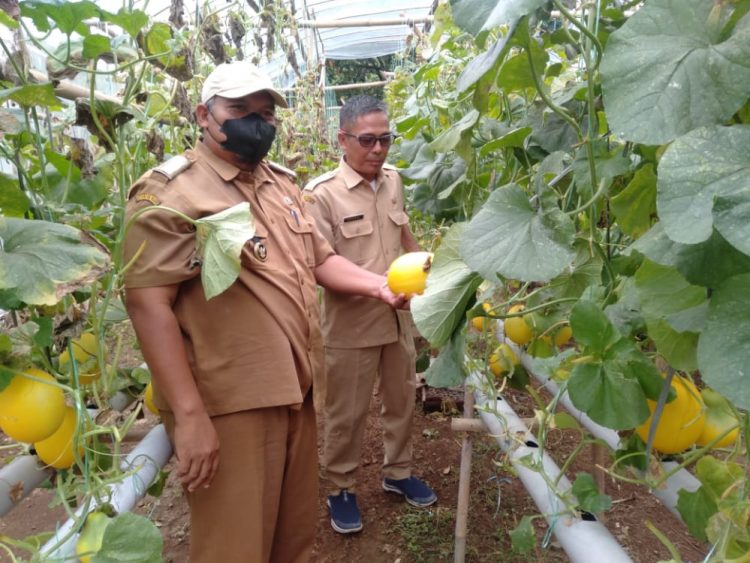 Kelompok Tani Pakusarakan Panen Melon, Kades Jasinga Turut Hadir