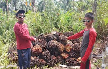 Dua Peninja Sawit Di Gelandang Ke Polsek Bangko Pusako, Karena Mencuri