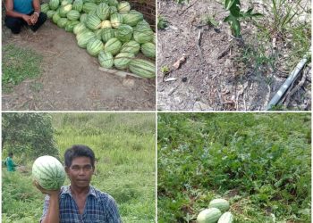 Masyarakat Dusun Pematang Mara Keluang Mengharapkan Perhatian Pemkab Rokan Hilir Terkait Pertanian Mereka