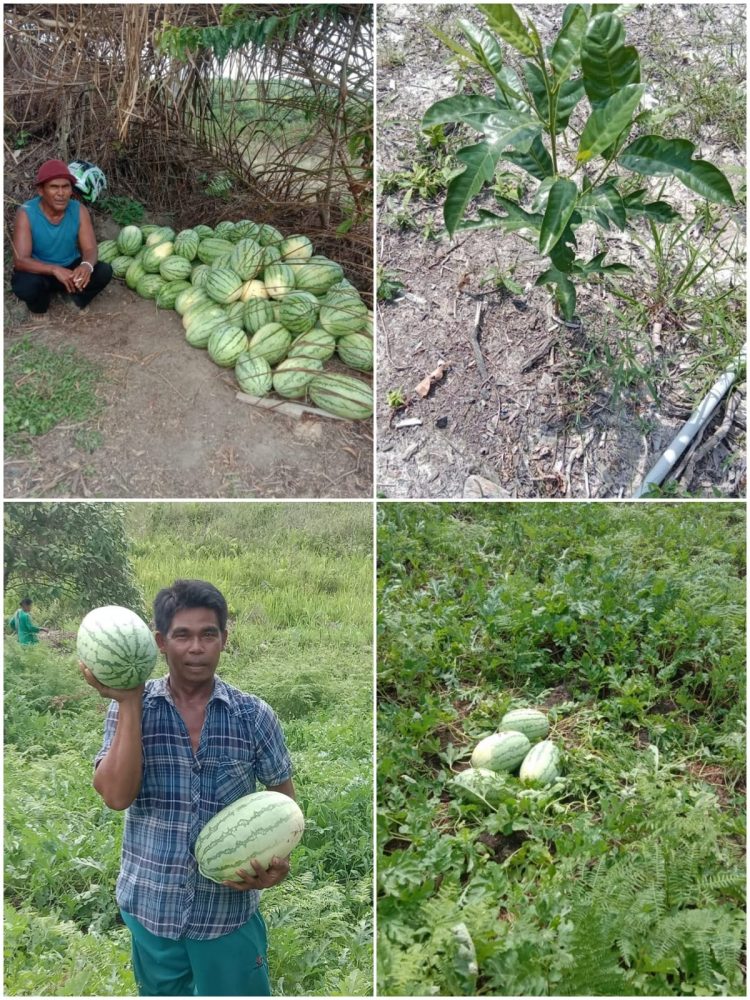 Masyarakat Dusun Pematang Mara Keluang Mengharapkan Perhatian Pemkab Rokan Hilir Terkait Pertanian Mereka