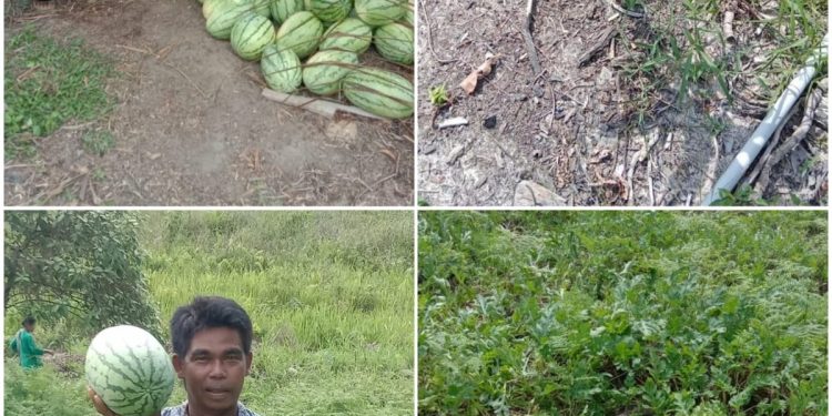 Masyarakat Dusun Pematang Mara Keluang Mengharapkan Perhatian Pemkab Rokan Hilir Terkait Pertanian Mereka