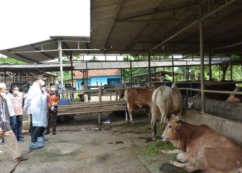 Antisipasi Penyebaran PMK, Bupati Tangerang Pantau Lapak Penggemukan Sapi