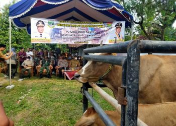 Bupati Tangerang Bersama Kadis Pertanian Propinsi Banten Kunjungi Vaksinasi PMK Bagi Sapi