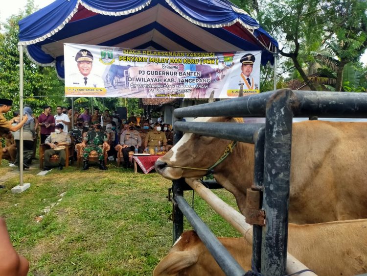 Bupati Tangerang Bersama Kadis Pertanian Propinsi Banten Kunjungi Vaksinasi PMK Bagi Sapi