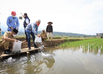 Petani Panembangan Kembangkan Mina Padi, Penghasilan Naik Jadi Rp 50 Juta