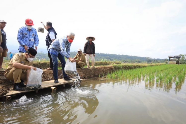 Petani Panembangan Kembangkan Mina Padi, Penghasilan Naik Jadi Rp 50 Juta