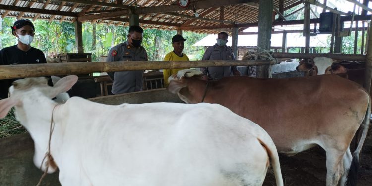 Polsek Kemangkon Terus Pantau PMK di Wilayahnya