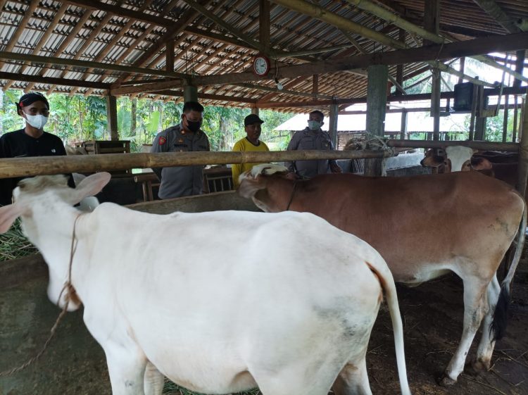 Polsek Kemangkon Terus Pantau PMK di Wilayahnya