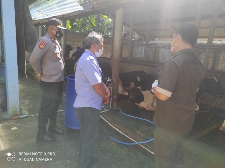 Polsek Kutasari Pantau Vaksinasi Hewan Ternak di Desa Limbangan