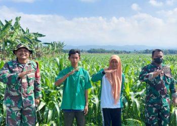 Kodim Banyumas Lakukan Pengecekan Tanaman Jagung Dihari Ke 47