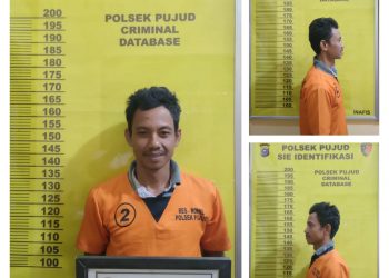 Ketangkap Satpam, Pelaku Curi Berondolan Sawit PT. Tunggal Mitra Plantation di  Laporkan ke Polsek Pujud