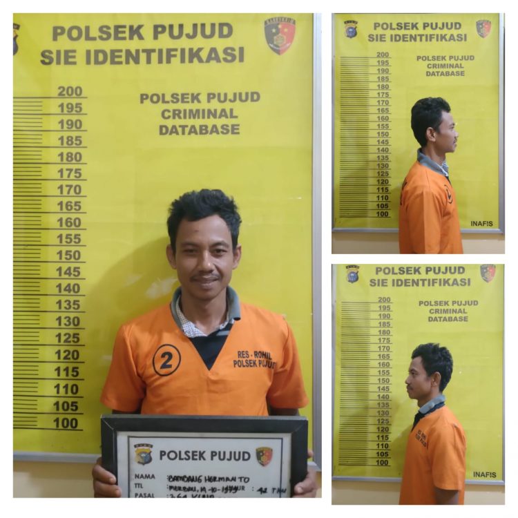 Ketangkap Satpam, Pelaku Curi Berondolan Sawit PT. Tunggal Mitra Plantation di Laporkan ke Polsek Pujud