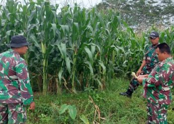 Kodim Cek Demplot Kembaran, Untuk Hasilkan Jagung Yang Berkualitas