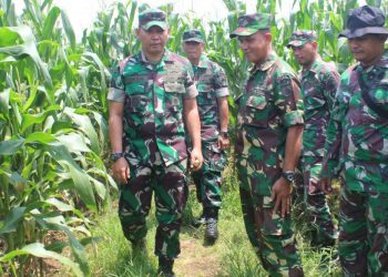 Dandim Tinjau Demplot Program Ketahanan Pangan
