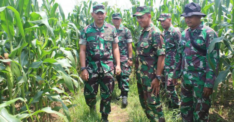 Dandim Tinjau Demplot Program Ketahanan Pangan