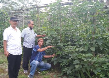PPM Banyumas Uji Coba Tanam Pengganti Kedalai
