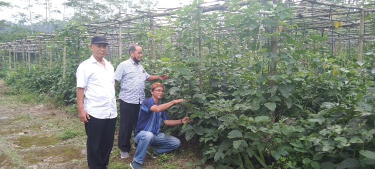 PPM Banyumas Uji Coba Tanam Pengganti Kedalai