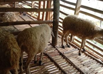 Peternakan Kambing Program Unggulan Ketahanan Pangan Desa Cikopomayak