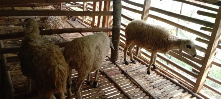Peternakan Kambing Program Unggulan Ketahanan Pangan Desa Cikopomayak