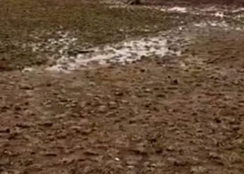 Pembangunan RTH Tipar Cakung Pekerjaanya Tidak Mampu Di Selesaikan Kontraktor Walaupun Adendum Sudah Dilakukan