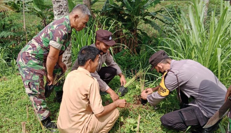 Bhabinkamtibmas Polsek Kutasari Bersama Babinsa dan Perangkat Desa Tanam Pohon Akar Wangi