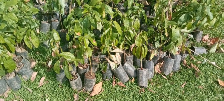 Pengadaan Bibit Tanaman Di Nagari Malai V Suku, Sumber Anggaran Dana DD TA 2022 Diduga Mark Up, Diharapkan Kejari Pariaman Usut