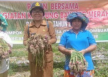 Panen Perdana Kampung Bawang di Samosir Memuaskan