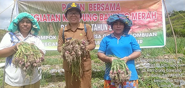 Panen Perdana Kampung Bawang di Samosir Memuaskan