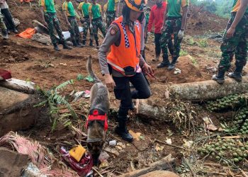 Satu Anjing Pelacak Temukan Titik Diduga Korban Tertimbun Longsor Cianjur