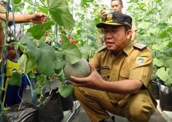 Panen Perdana Melon Golden Aroma, Bupati Husein: “Aja Demenyar”