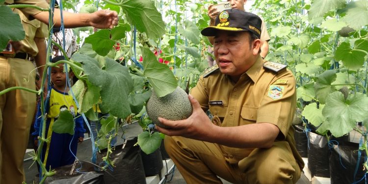Panen Perdana Melon Golden Aroma, Bupati Husein: “Aja Demenyar”