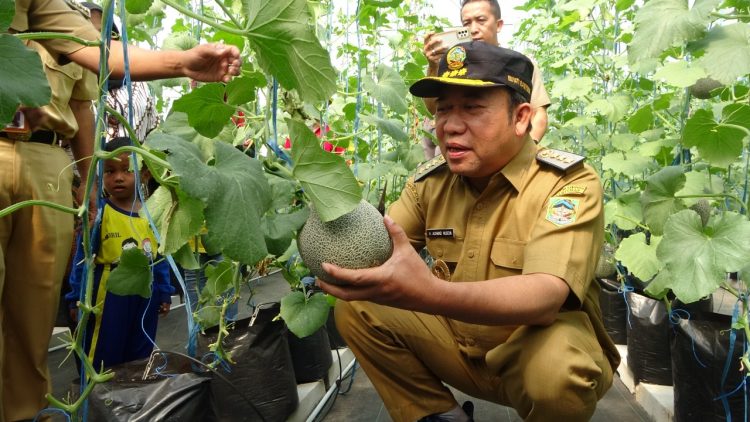 Panen Perdana Melon Golden Aroma, Bupati Husein: “Aja Demenyar”