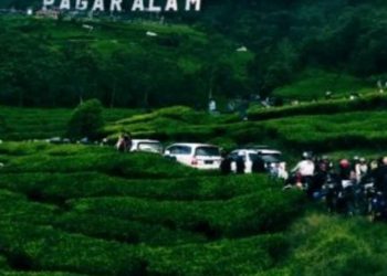 Pengunjung Padati Objek Wisata Kebun Teh