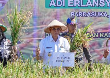 Pj. Bupati Pringsewu Hadiri Panen Raya Varietas Unggul Baru (VUB) Inpari 32