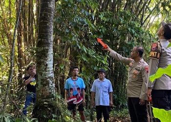 Penderes Nira di Kutasari PurbaIingga Tewas Jatuh dari Pohon Kelapa