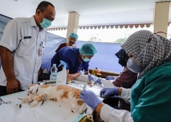 Tekan Populasi 126 Ekor Kucing di Kantor Walikota Jakut Disterilisasi