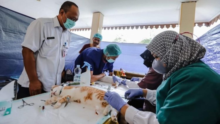 Tekan Populasi 126 Ekor Kucing di Kantor Walikota Jakut Disterilisasi