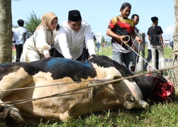Kades Tumpatan Nibung Sarianto Aceng dan Kristina Melati RGG  Qurbankan 3 Ekor Sapi, Pada Idul Adha 1444 H