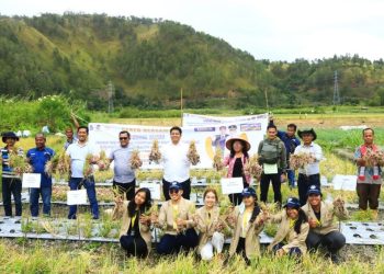 Bantuan Bibit Bawang Kementan RI Berhasil, Bupati Samosir Panen Bersama Kelompok Tani Maju