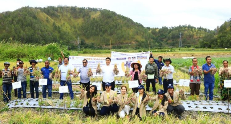 Bantuan Bibit Bawang Kementan RI Berhasil, Bupati Samosir Panen Bersama Kelompok Tani Maju
