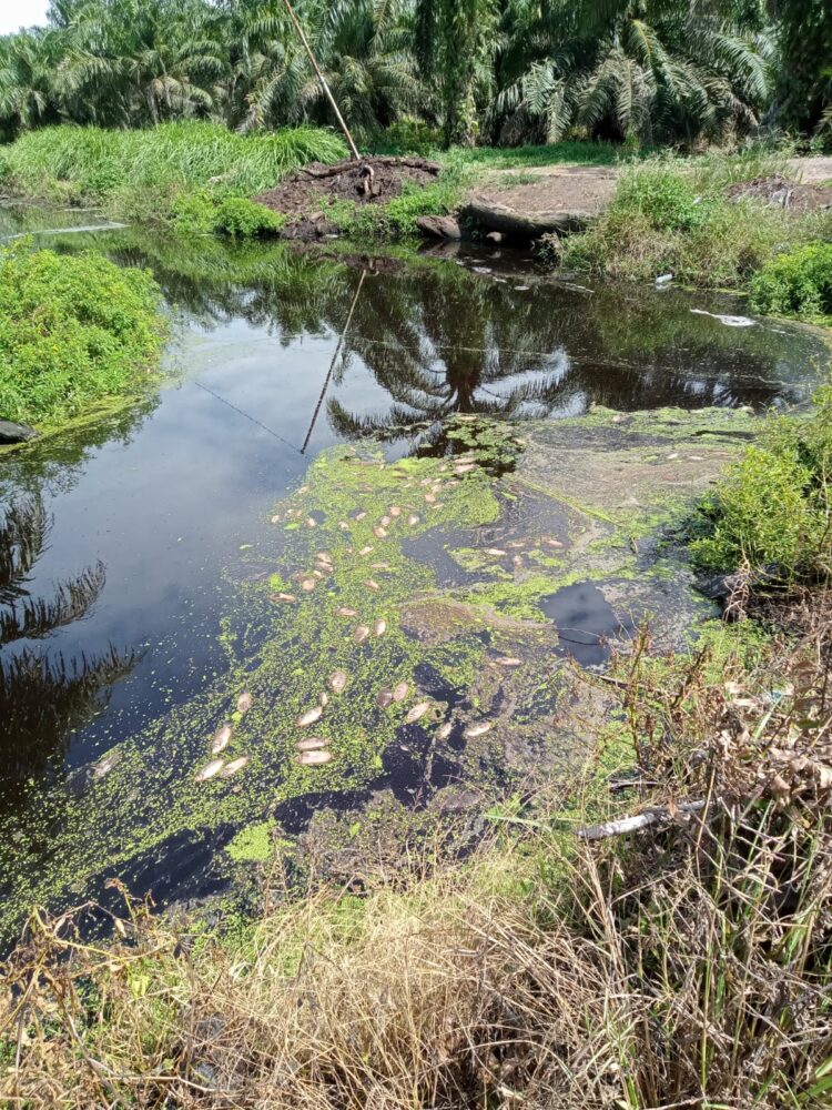 PT.Balam Berlian Sawit Di Duga Tidak Memiliki Izin AMDAL dari KLH