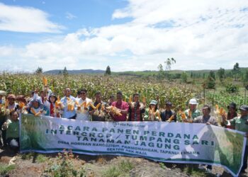Toba Pulp Lestari Bersama Mtra Perusahaan Menggelar Panen Perdana Jagung di Desa Horisan Ranggitgit