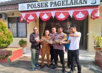 Polisi Serahkan Buaya Tangkapan Warga Ke BKSDA