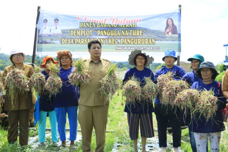 Hasil Panen Komoditi Bawang Merah Program Pangula Na Ture Memuaskan, Bupati Samosir: Jangan Ragu Menggunakan Pupuk Organik Padat dan Cair